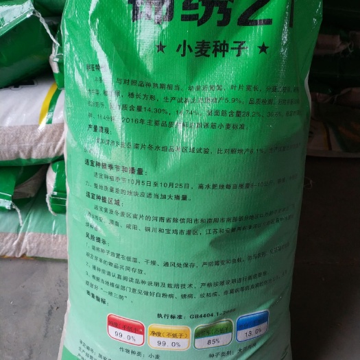 小麦种子 关中地区小麦种