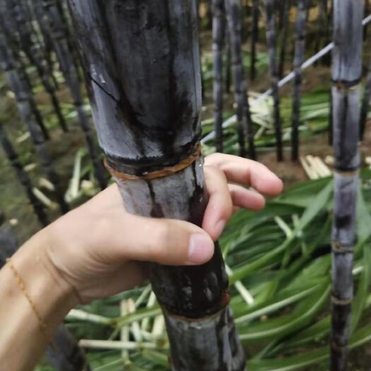 龙州县 龙州黑皮甘蔗，甜过初恋，脆甜多汁，软硬恰到好处。现正试接订