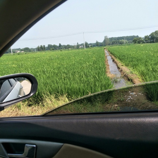 怀宁县水田 稻田