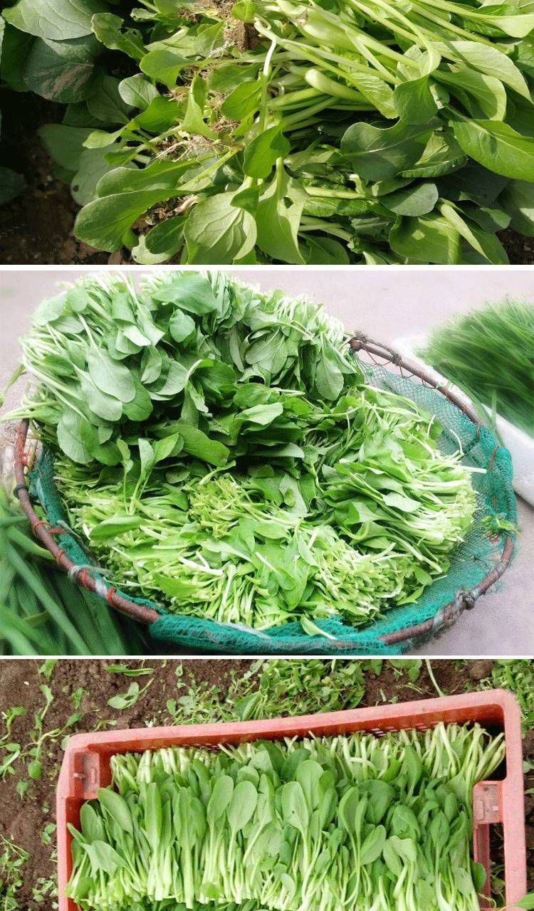 小白菜种子 四季鸡毛菜适合庭院阳台种植一年四季均可种植