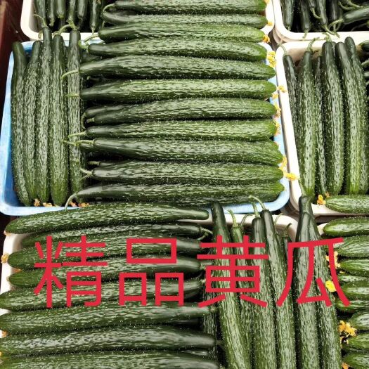 莘县嫁接油亮青瓜 大量上市中