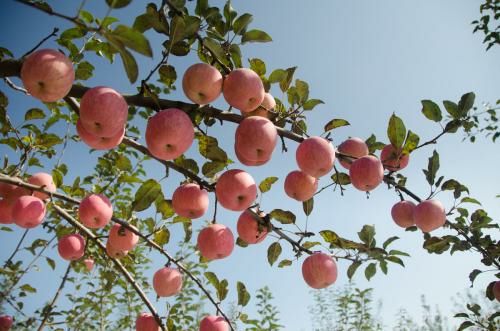 青薯9号 5两以上