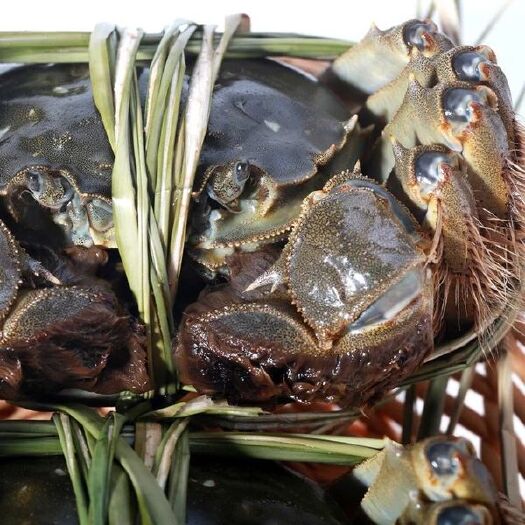 苏州 阳澄湖镇鲜活大闸蟹顺丰包邮蟹黄
肉多24小时内发货，基地直供