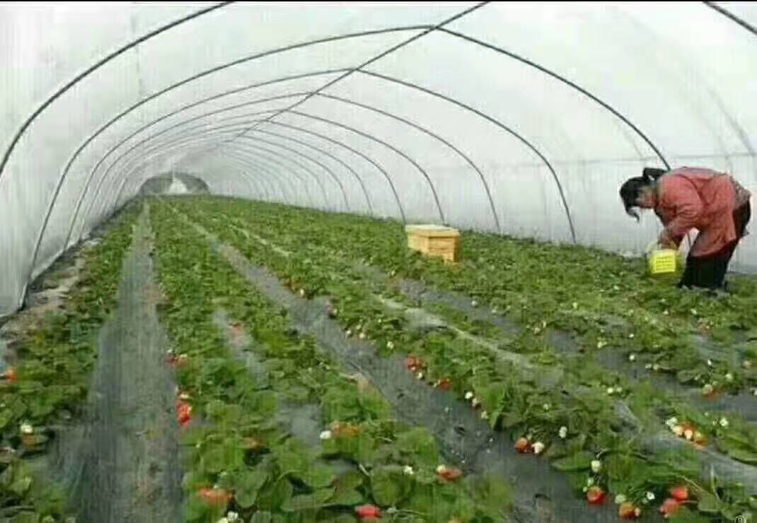 种植大棚 种植棚