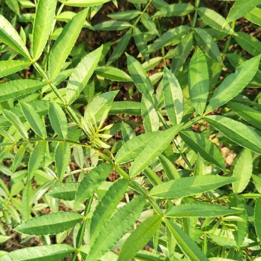 九叶青花椒苗  品质优苗木可整车发货含技术指导带植物