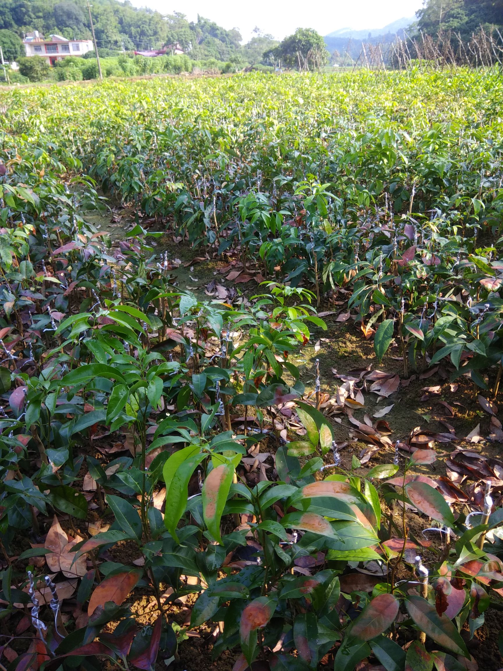 自家基地,嫁接无核荔枝苗圃