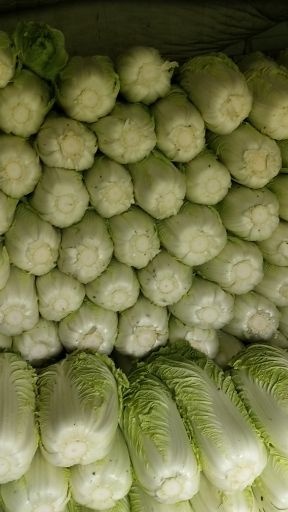 蔚县黄心大白菜，优质精品，需要的联系