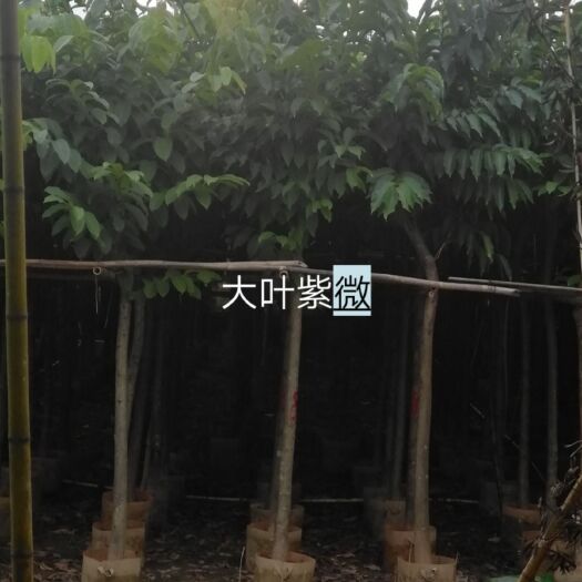 普宁市大叶紫薇