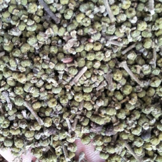 阳新县吴茱萸