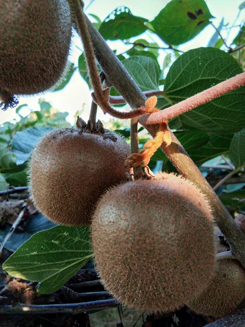 眉县猕猴桃 80~100克