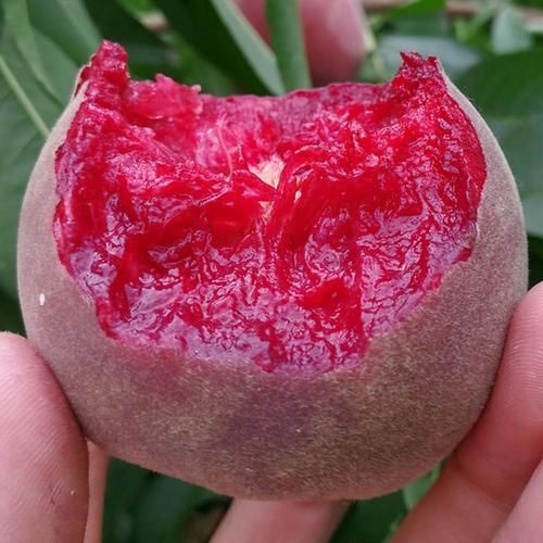 泰安嫁接桃树苗 真正嫁接成苗，定植二年挂果，提供栽种管理技术指导，黑桃，雪桃