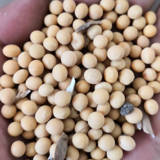 通辽黄大豆 生大豆 1等品