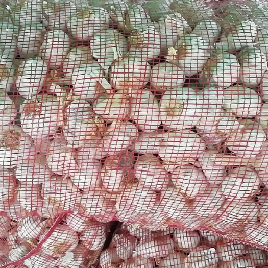丰县红皮大蒜 混级统货