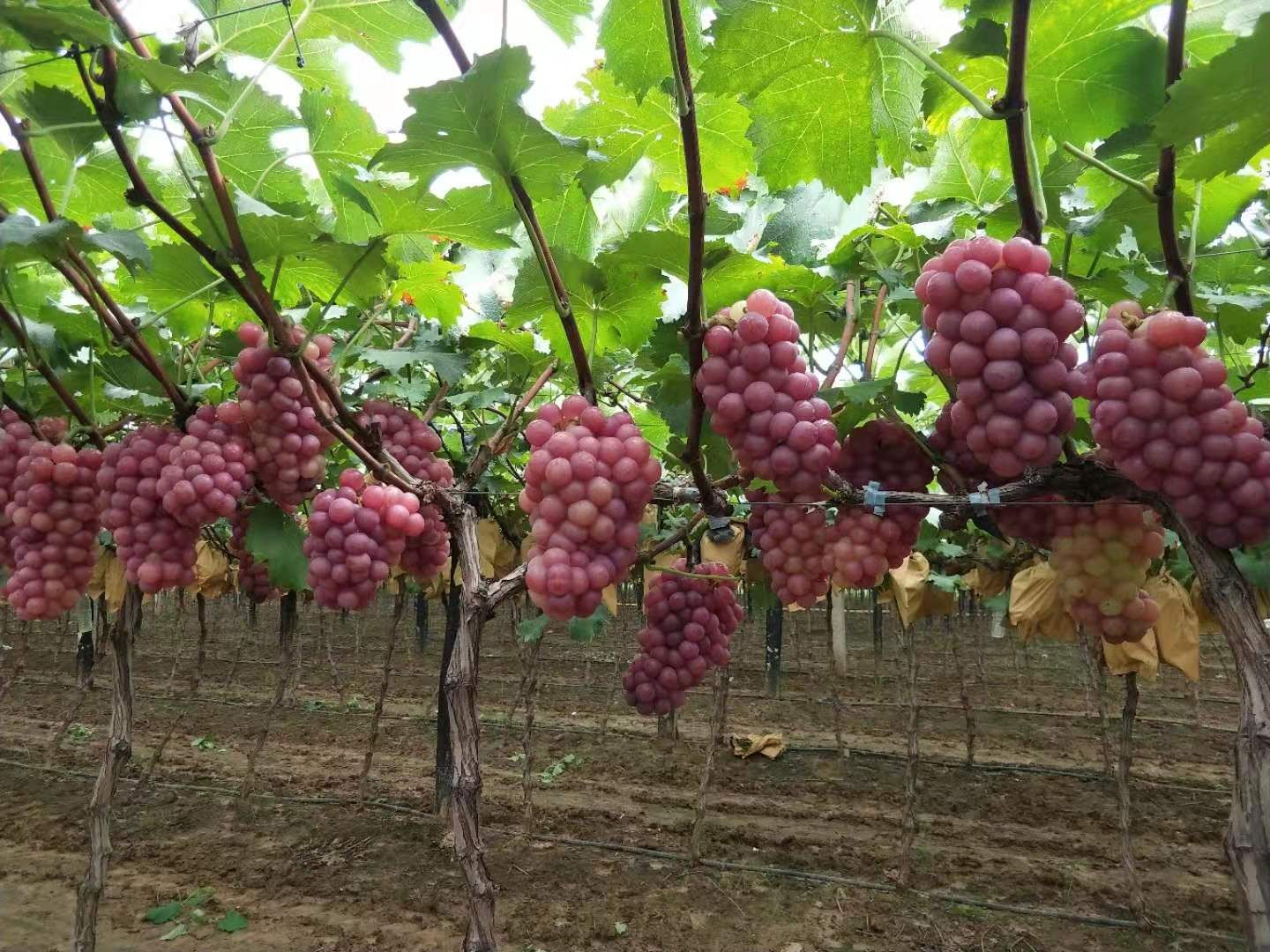 巨峰葡萄 1.5- 2斤 10%以上 1次果