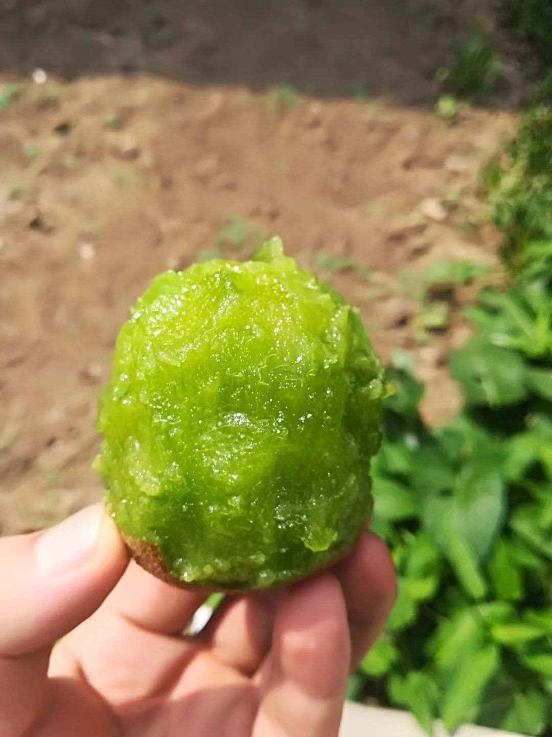  秦岭猕猴桃，现摘现发