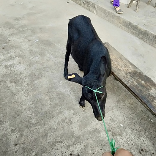 仁怀市 正宗合马羊肉