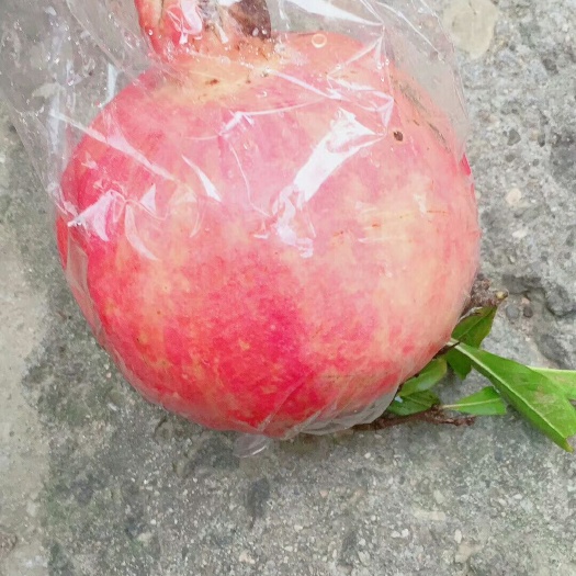 西安 临潼石榴