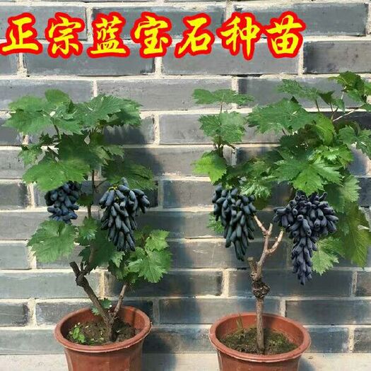 平邑县蓝宝石葡萄苗