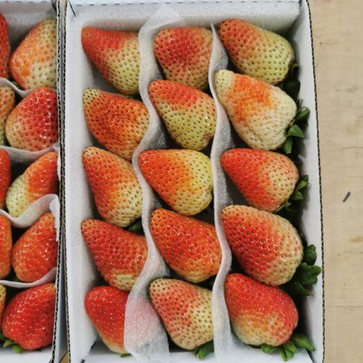 昆明 高原四季草莓