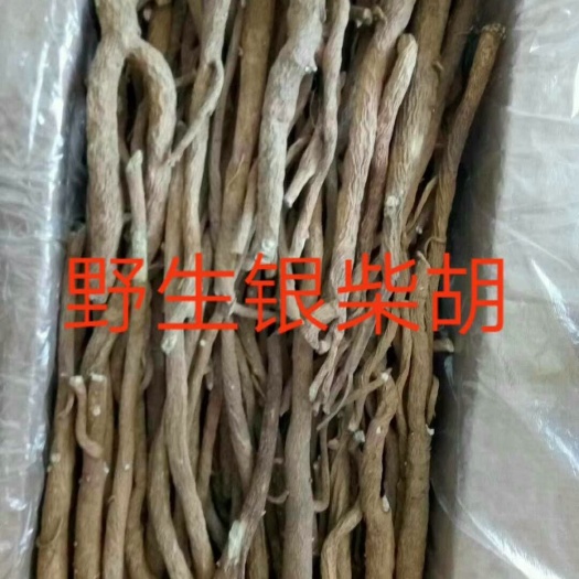 伊金霍洛 银柴胡