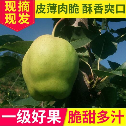 海城市 新鲜早酥梨量大从优