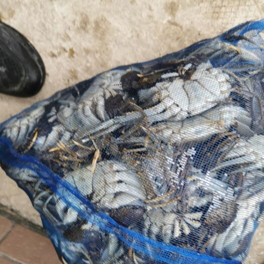 盘山县盘锦河蟹 各种规格公蟹母蟹