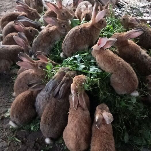 常德肉兔  100元一只