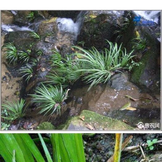 连南县石菖蒲  都是