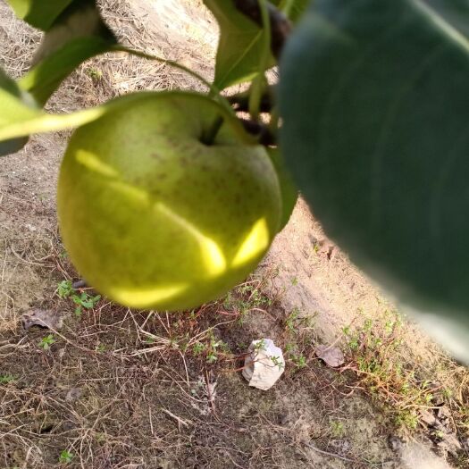 滦南县 皇冠梨，口感好，耐储藏，耐运输，
