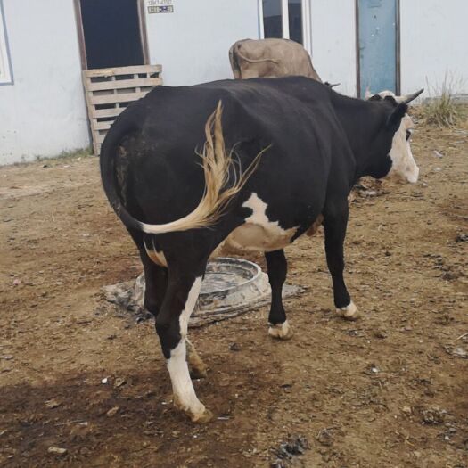 乌兰察布 牛肉牛