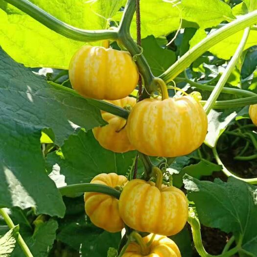 寿光市支持代发桔瓜黄贝贝南瓜小金瓜太阳果