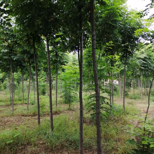 普通栾树