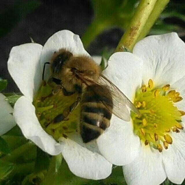 山东凤岐草莓基地批发京郊小白草莓苗 免费提供种植技术现挖现