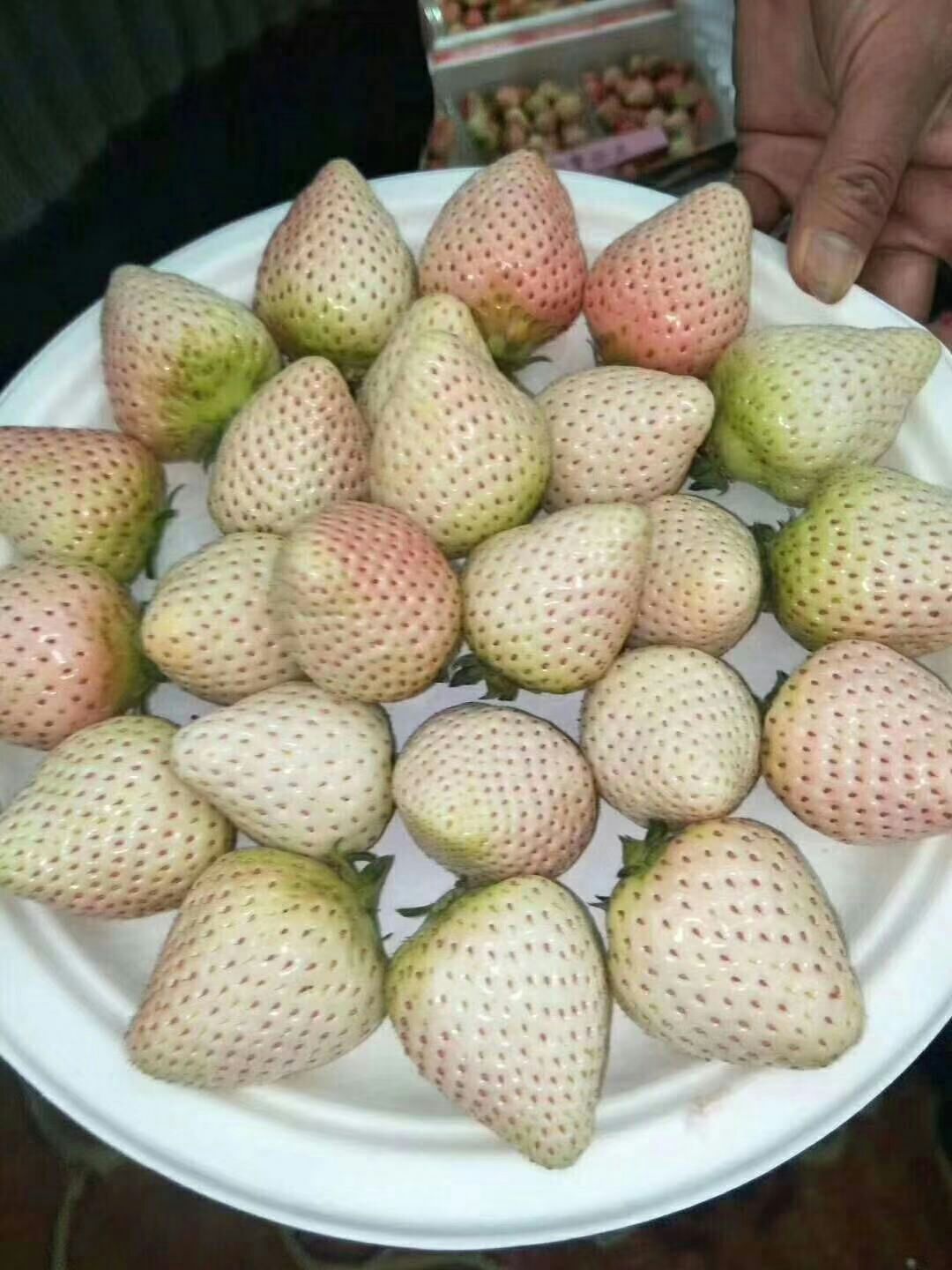 山东凤岐草莓基地批发京郊小白草莓苗 免费提供种植技术现挖现