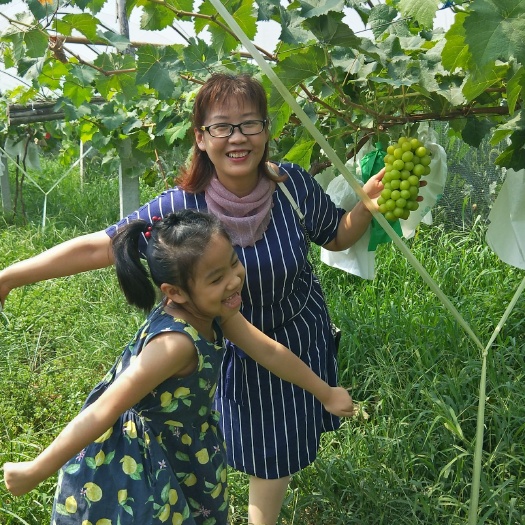 渭南阳光玫瑰葡萄