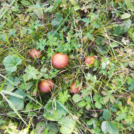 围场县 野生蘑菇