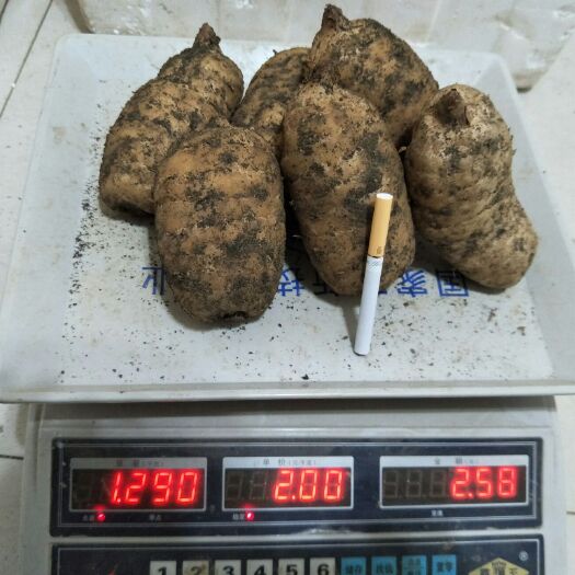 宜昌 新鲜天麻，带泥发货，1斤5个左右，可以批发可零售