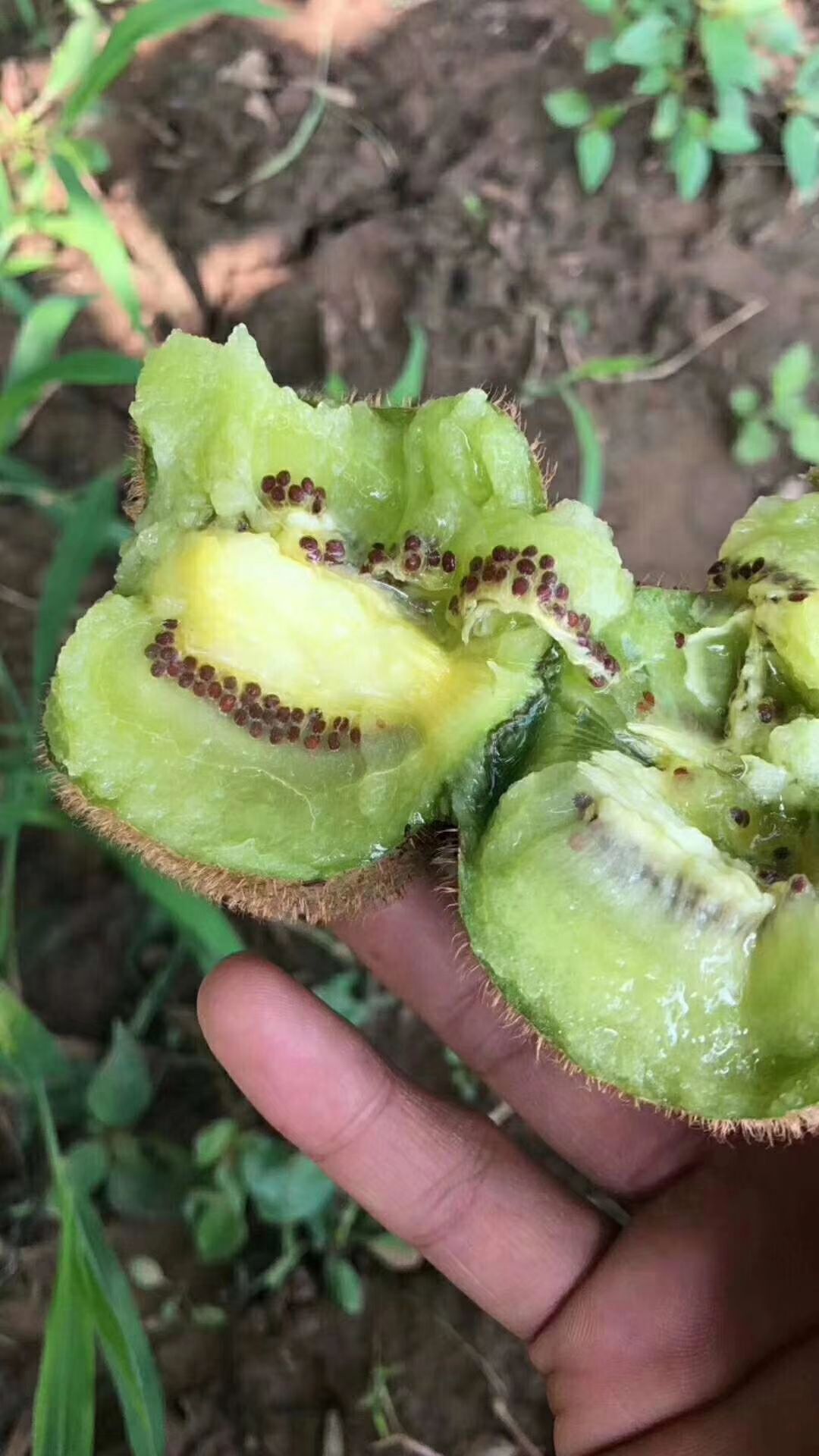  翠香猕猴桃一百克起步，十斤八十包邮包售后