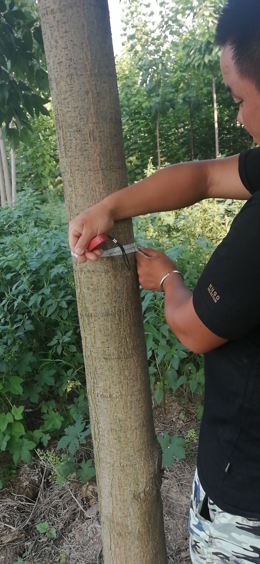 14公分金叶复叶槭 金叶复叶槭价格15公分金叶复叶槭