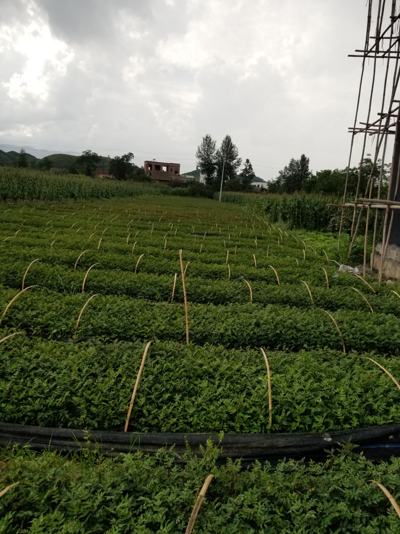 蜂糖李树苗 云南炫镔种植有限公司