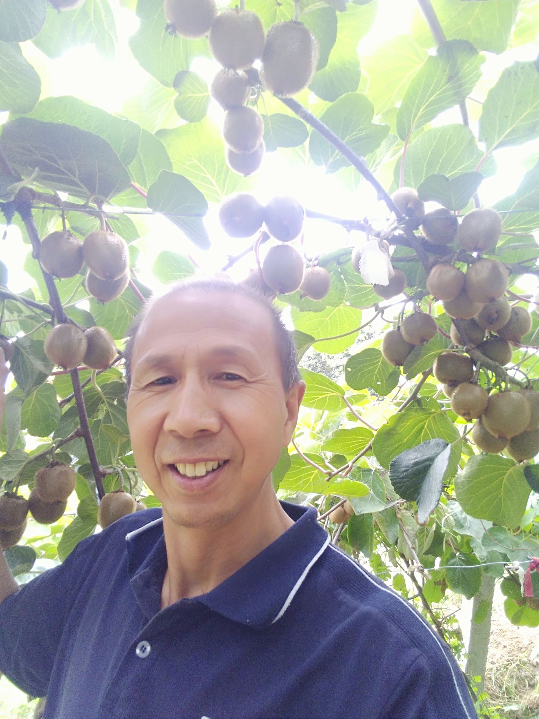  爱美丽，爱健康，补vC就吃(眉县)徐香猕猴桃。