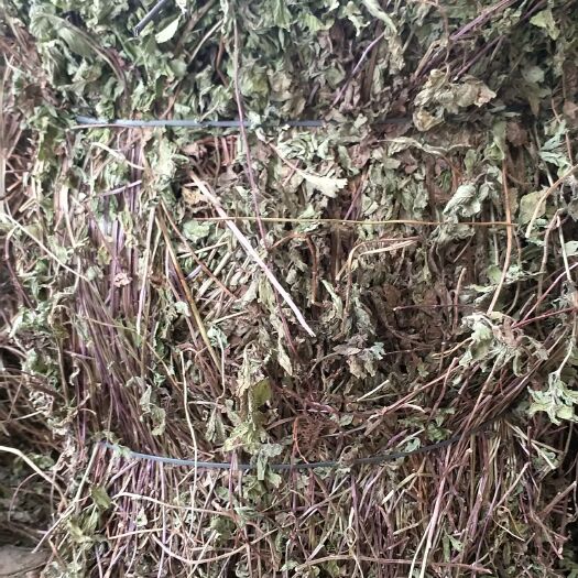 枣阳市中药材薄荷 干