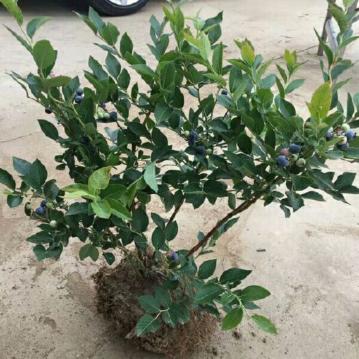 平邑县北蓝蓝莓苗 带土发货，保证品种，当年结果。
