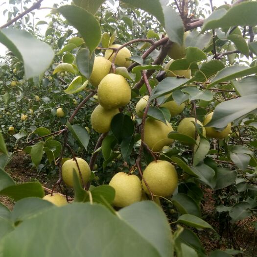 运城 山西贡梨