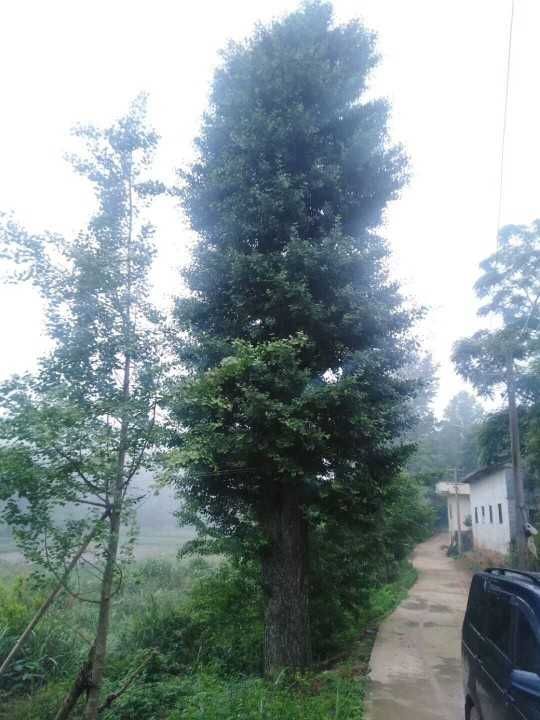 银杏嫁接树 嫁接银杏