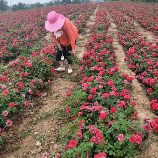 周至县 月季苗批发基地 陕西周至绿化苗木