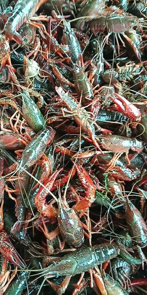 监利市 供应虾苗虾种！一手货源！恒温车专业配送！