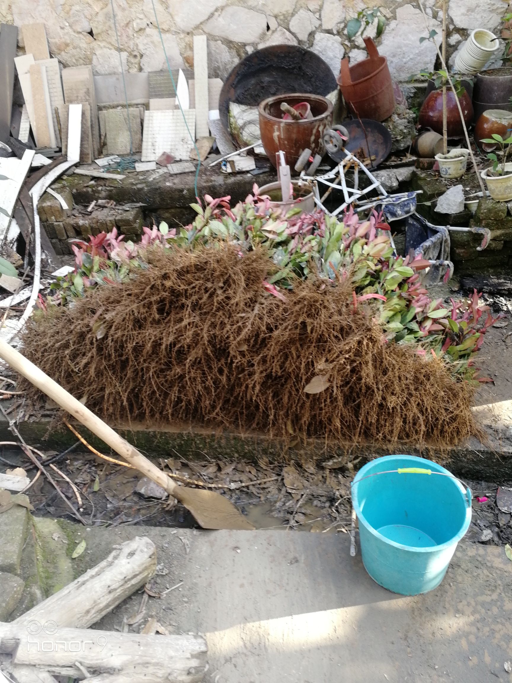  红叶石楠树苗直销 三代红罗宾小苗 叶色火红艳丽 生长快