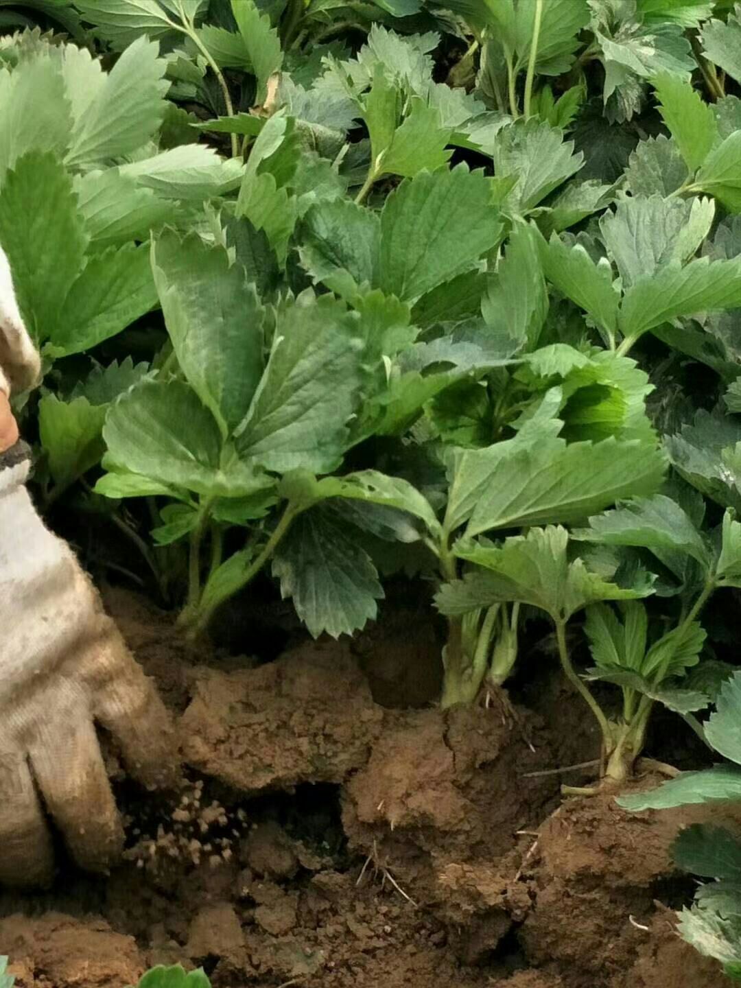 山东凤岐草莓基地批发京郊小白草莓苗 免费提供种植技术现挖现