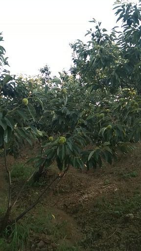 迁西县 正宗迁西板栗，现以大量下树，欢迎咨询